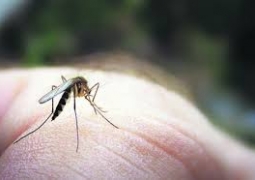 Раскрыт секрет любви комаров к человеку