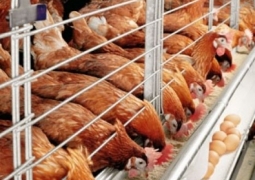 Казахстанские птицефабрики получат удешевленное зерно