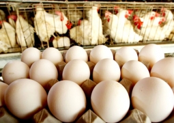 В Казахстане сдерживают цены на яйца и мясо птицы