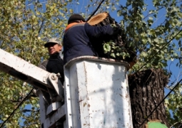 В Алматы высажено в 4 раза больше деревьев, чем снесено - аким