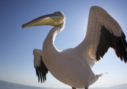 В Атырауской области обнаружено 70 мертвых пеликанов