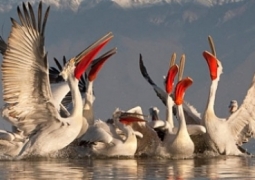 Причину массовой гибели пеликанов в Атырауской области озвучат до конца недели