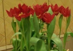Глава Shell преподнес Нурсултану Назарбаеву букет тюльпанов сорта «Президент Назарбаев»