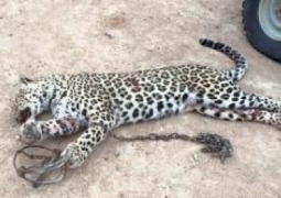 Как убили леопарда в Мангыстауской области?!
