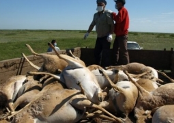 В Костанайской области погибли более 5000 сайгаков