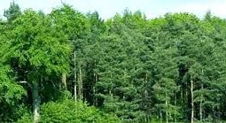 Казахстанская технология позволит сберечь 5 млн деревьев