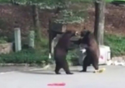 Драка медведей на улице в США (ВИДЕО)