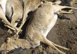 Число погибших сайгаков превысило 10 000 голов в Актюбинской области 