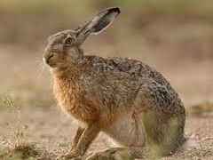 Зайцы гибнут вслед за сайгаками и домашним скотом в Актюбинской области