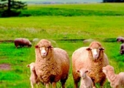 Новую породу овец вывели ученые в Жамбылской области