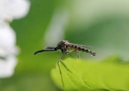Комары могут испортить ЕХРО-2017 в Астане 