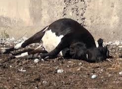 500 голов домашнего скота погибло из-за резкого похолодания в Павлодарской области