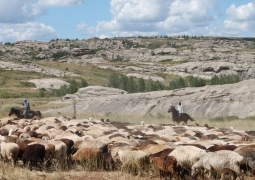Казахстанских овцеводов поддерживают льготным кредитованием