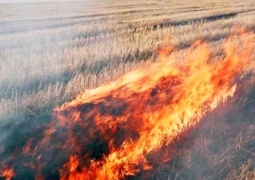 200 гектаров пшеницы на сумму более 18 млн тенге сгорело в ЮКО