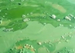 В Атырауской области вода реки Урал стала вязкой и приобрела насыщенно зелено-голубой цвет (ВИДЕО)