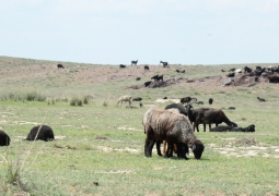 Кызылординские фермеры получат компенсацию в связи с падежом скота, - К.Кушербаев