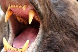 Медведь загрыз мужчину в отместку за убитого медвежонка в Восточном Казахстане