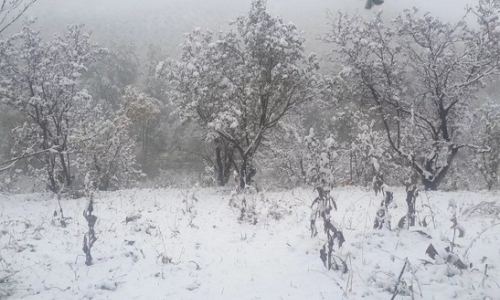 Первый снег выпал в горах Алматы