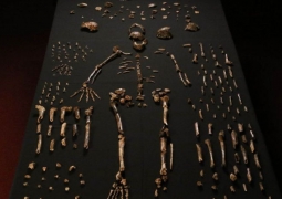 Новый вид древнего человека обнаружили учёные из Южной Африки (ВИДЕО)
