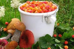 Сбор грибов и ягод стал платным в Алматинской области