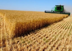 Цена на зерно в Казахстане соответствует мировым ценам - министр сельского хозяйства