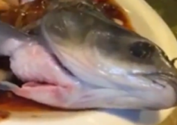 Рыба ожила на тарелке у посетителя ресторана (ВИДЕО)