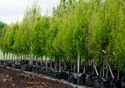 Бауыржан Байбек и известные казахстанцы высадят более 6 000 деревьев во время субботника в Алматы