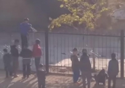 Дети забили палками до смерти кролика ради развлечения в Актау (ВИДЕО)