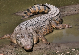 Крокодилы и кайманы могут заселить Каспийское море
