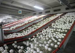 Новая акмолинская птицефабрика будет выпускать до 360 миллионов яиц в год 