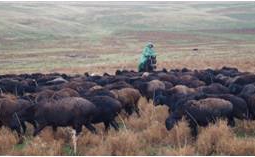 «Аграрная кредитная корпорация» в 2015 году оказала финподдержку более 300 овцеводческим фермам