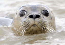 Число каспийских тюленей сократилось в 10 раз, - ученые