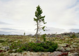Самая старая ель планеты растет на горе Фулуфьеллет в Швеции