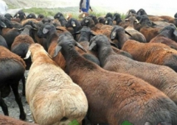 Баранов весом до 150 килограммов выращивают в Атырауской области