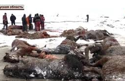 Десятки лошадей погибли в яме, вырытой атыраускими нефтяниками 