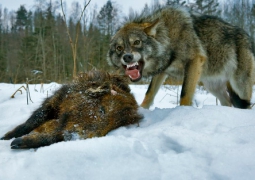 СМИ: Волки стали чаще нападать на людей в Восточном Казахстане 