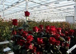 Миллионы голландских роз будут выращивать в Экибастузе