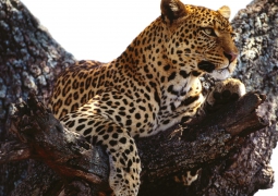 Экологи выступают за включение леопарда из Мангистау в Красную книгу