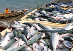 Экспорт кызылординской рыбы возрос на 45 процентов