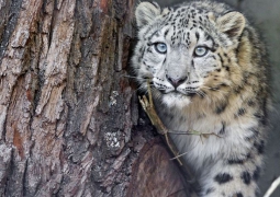 Еще два маленьких барса погибли в алматинском зоопарке, - защитники животных 