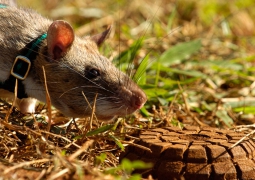 Ученые раскрыли тайну 11-килограммовой крысы-мутанта, найденной в центре Лондона