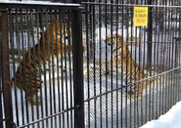 В алматинском зоопарке умирает тигрица, родившаяся в 2010 году
