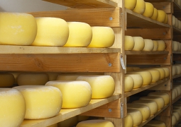 Тысячи килограммов казахстанского сыра намерены уничтожить в России 