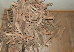 260 штук сайгачьих рогов изъяли у жителя Западного Казахстана