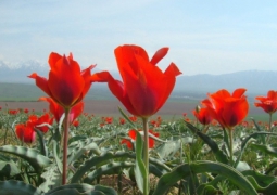 «Охотникам» за краснокнижными тюльпанами грозит штраф в размере 3 тыс. МРП