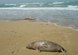 Массовая гибель тюленей зафиксирована в Атырауской области