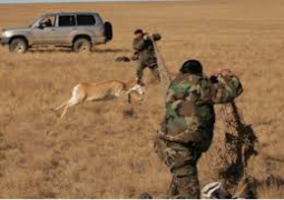 Отстрел сайгаков в МСХ связывают с отсутствием патриотизма у охотников