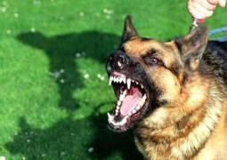 В ЮКО собака насмерть загрызла 64-летнюю женщину