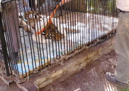 Умирающую тигрицу в зоопарке Алматы лечат «святой» водой (ВИДЕО)