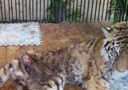 Для лечения тигрицы Куралай пригласили ветеринара из Москвы 